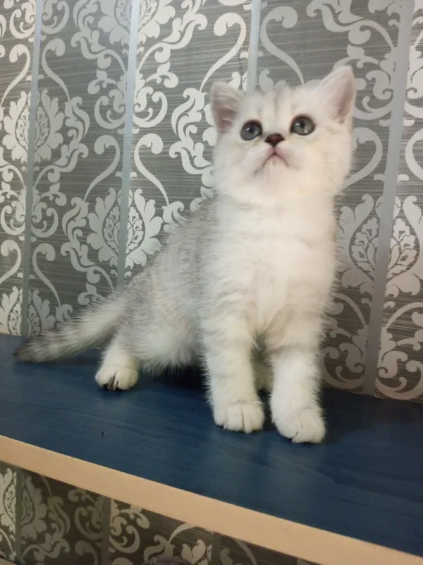 Britan chinchilla mushukchalari 5