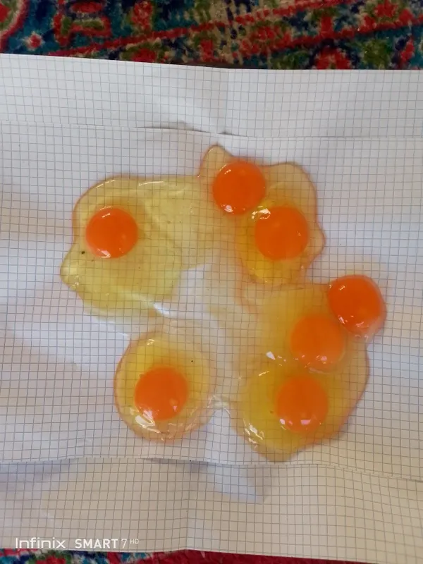Uy sharoitida boqilga tovuq tuxumi bor — фото 1