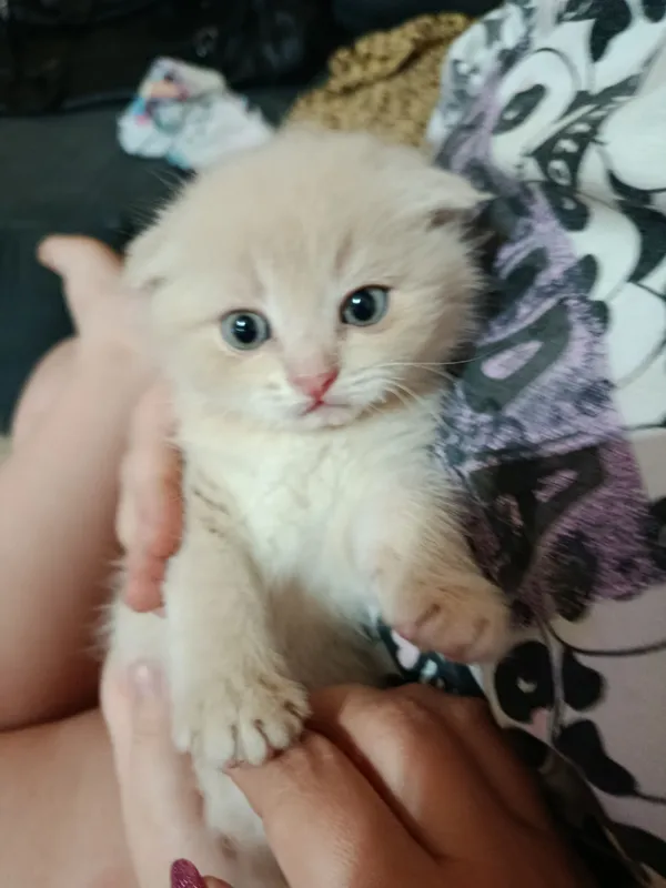 продаются котята — фото 1