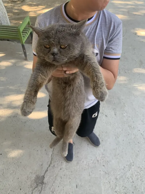 Продается кот породистый любиший хозяйна .Крупный британский кот — фото 3