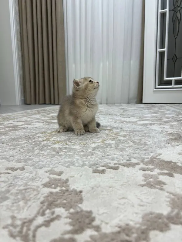 Пародистая кошка — фото 2