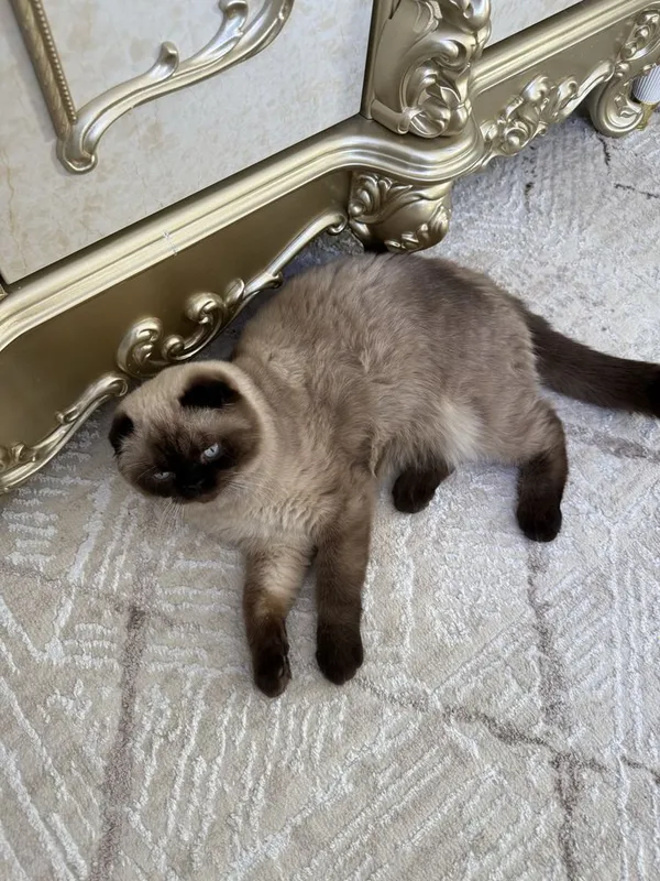 Кот на вязка Скоттиш фолд бесплатно — фото 3 Кот на вязка Скоттиш фолд бесплатно — фото 3