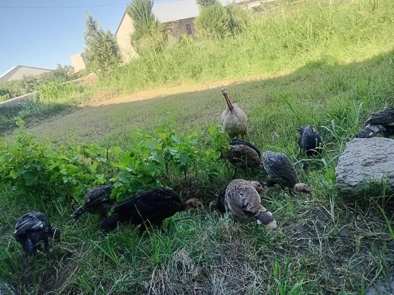Juda bolasiga mexribon ona kurka bor. 3
