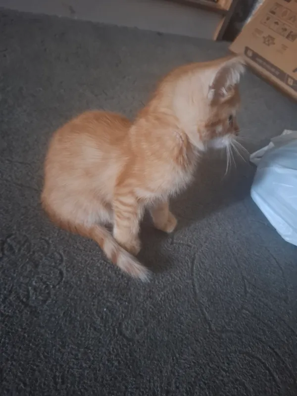 отдам котёнка в хорошие руки 2