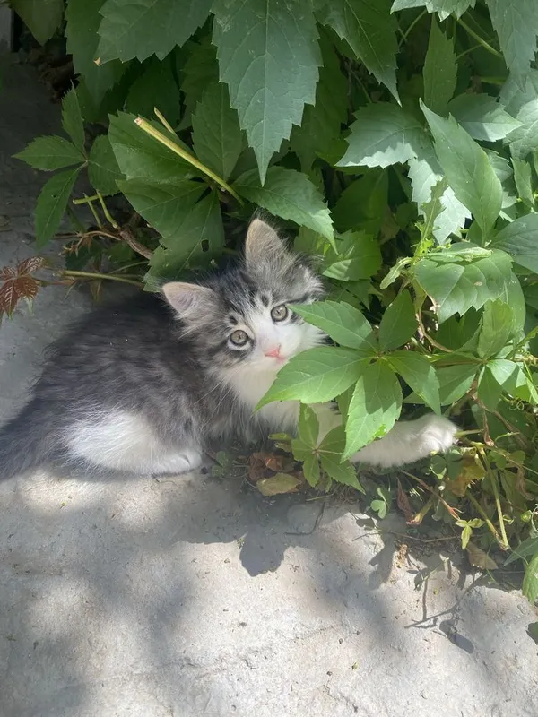 Котята в добрые руки — фото 1
