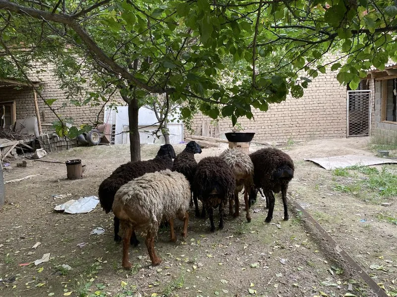 qo’y sotiladi qurbonlik uchun