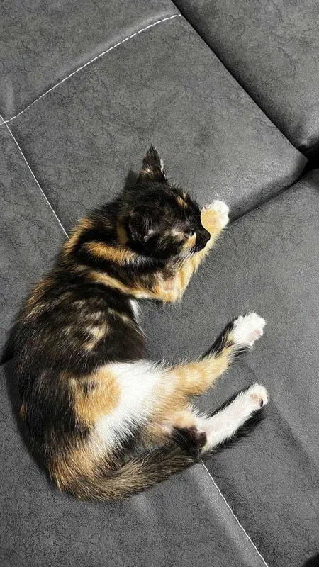 Отдаеться в хорошие руки котенок 2 месяца. Девочка 4 Отдаеться в хорошие руки котенок 2 месяца. Девочка 4
