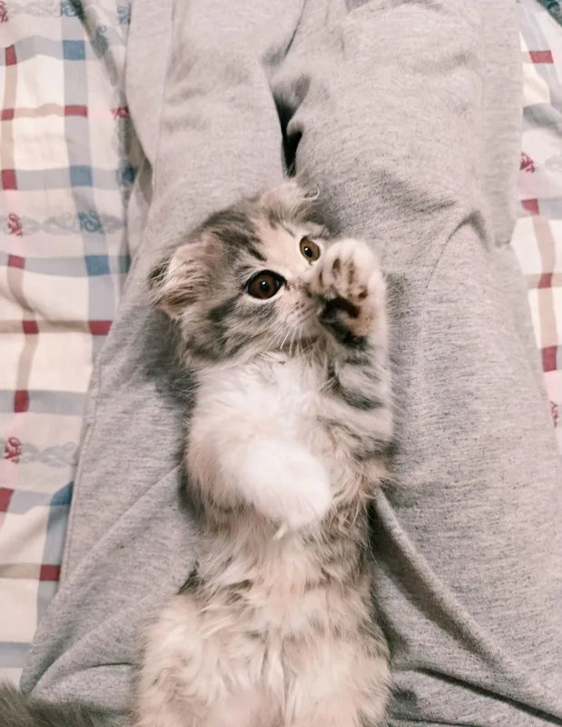 Не продаю! На вязку скотиш фолд 1