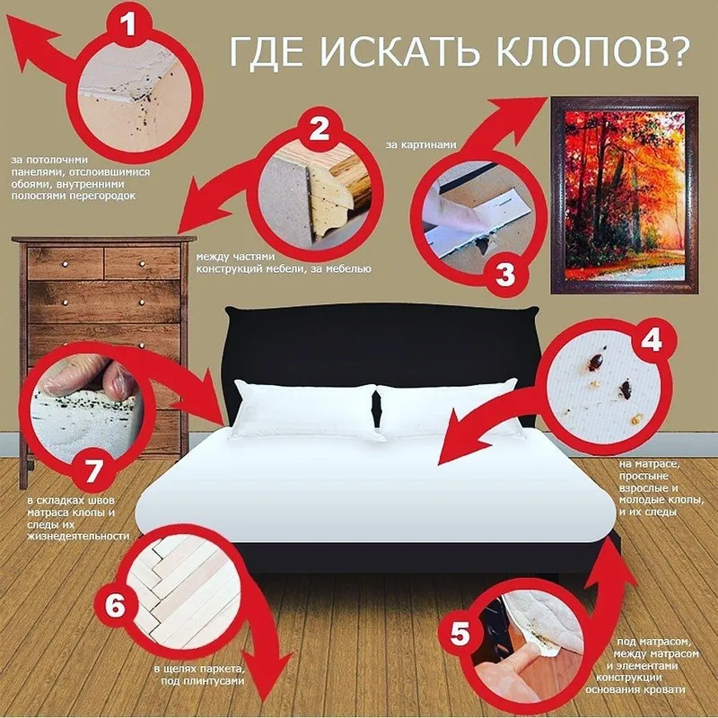 Dezinfeksiya, dezinseksiya, deratizatsiya 7 Dezinfeksiya, dezinseksiya, deratizatsiya 7