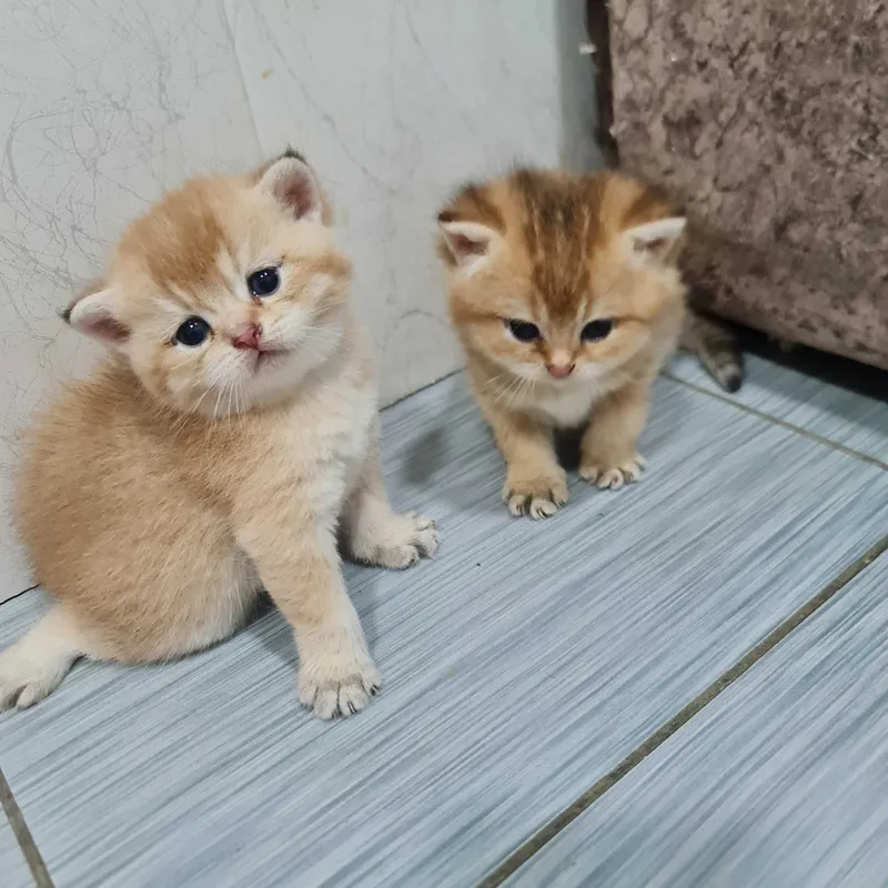 Британскиа короткошерстная. 2 Британскиа короткошерстная. 2