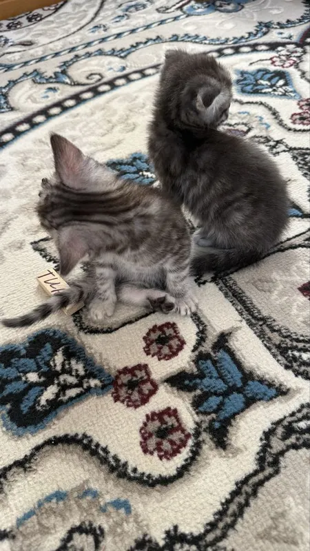 Котонек mushukchalar kichkintoylar mazzilar 1 Котонек mushukchalar kichkintoylar mazzilar 1