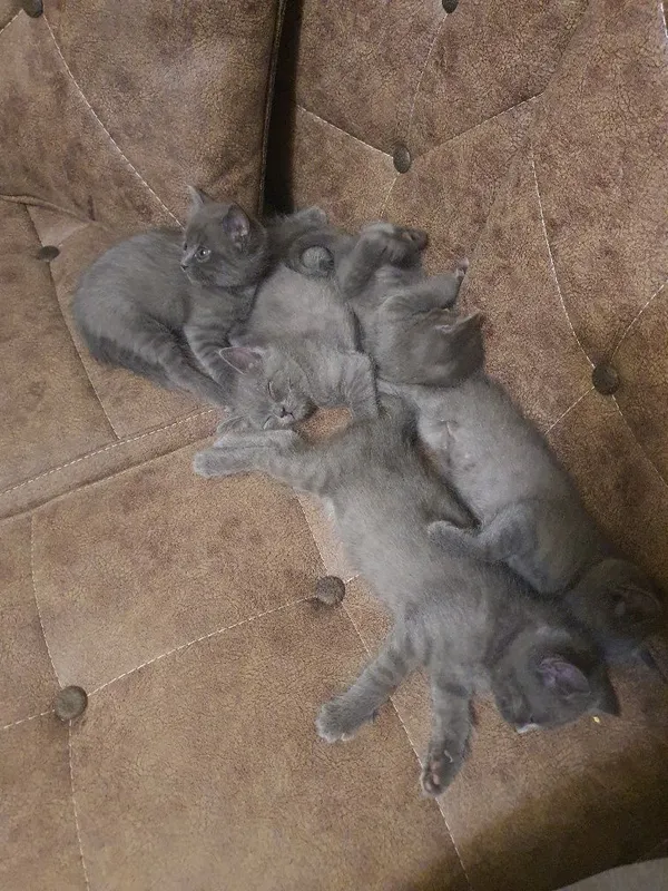 шотланские котята 5 шотланские котята 5