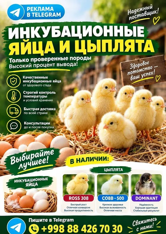 Однодневные цыплята — 3 000 сум, Самарканд 1 Однодневные цыплята — 3 000 сум, Самарканд 1
