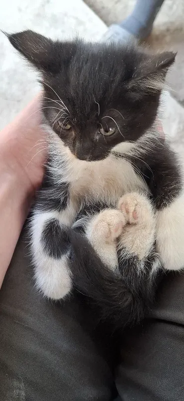 Отдам даром котят — фото 4