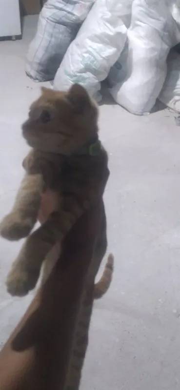 Hadyaga Mushukcha 2 Hadyaga Mushukcha 2