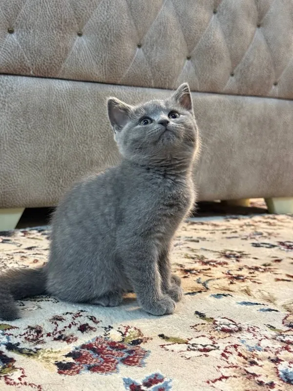 Британские котятя — фото 2