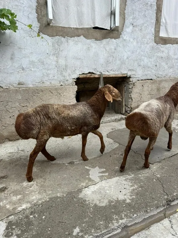 Куй баран кучкор 4 Куй баран кучкор 4