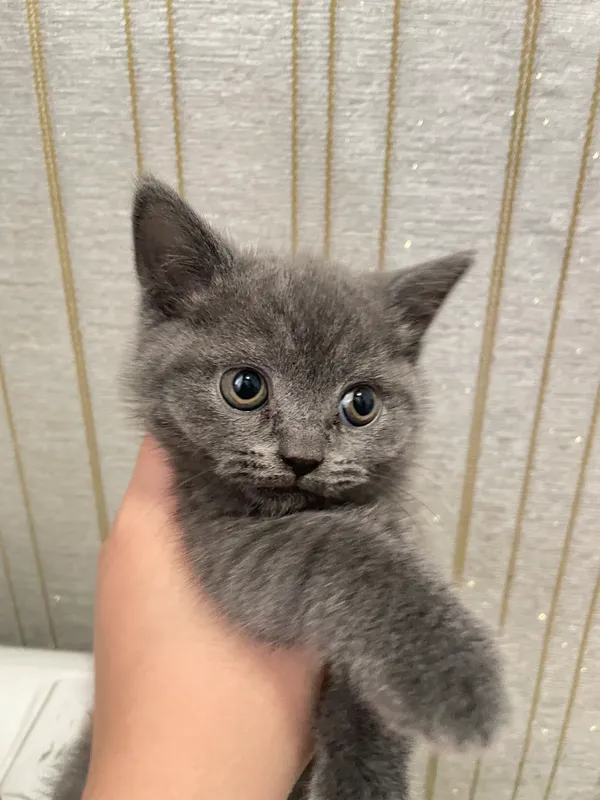 Кошка шотландская