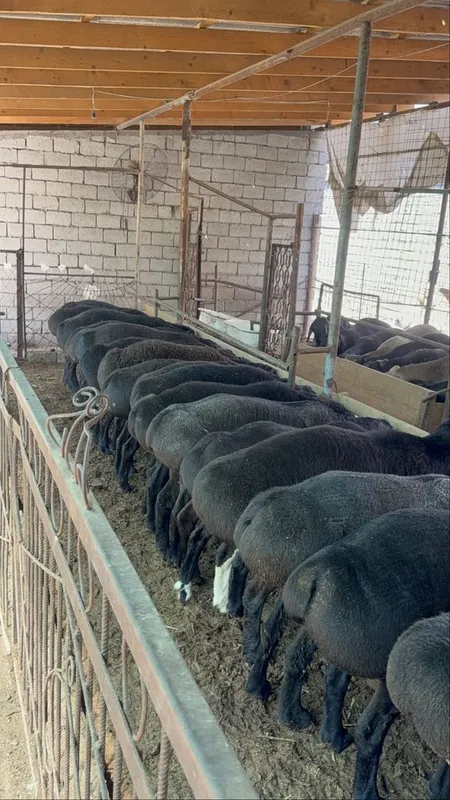 QOY QOCHQOR кой коскор bor ozmiki 4