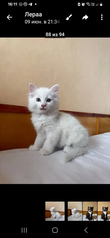 Котята 2 месяца раздаём — фото 1