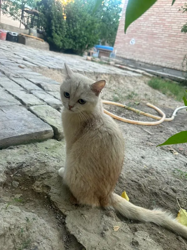 Продаются котята 3 Продаются котята 3
