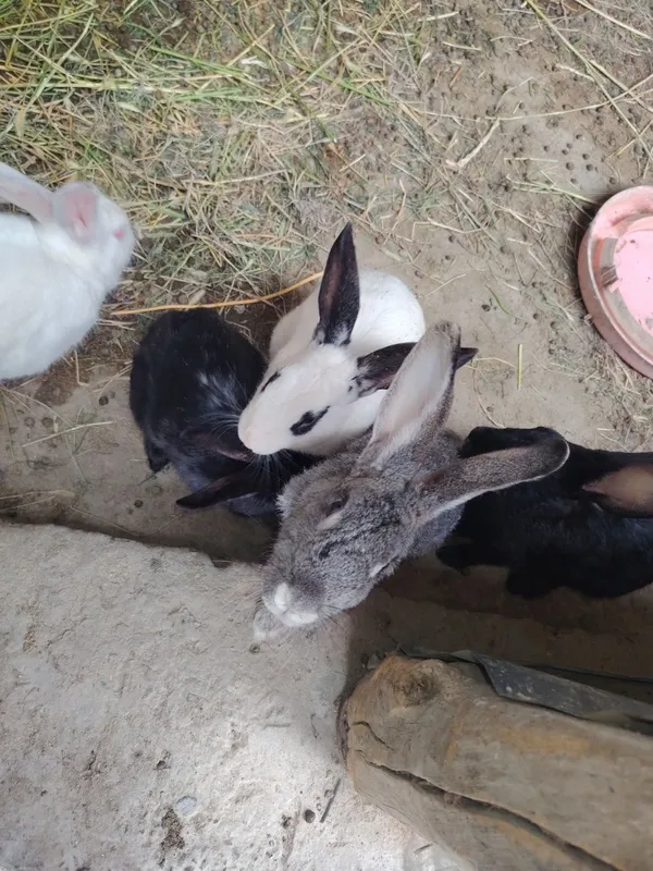 Har xil quyonlar sotiladi 1 Har xil quyonlar sotiladi 1