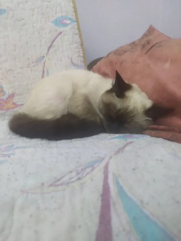 Кошка 2 Кошка 2