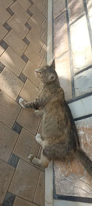 Uy mushugi kimga kerak boʻlsa boqadigan odamga tekinga berib yuboraman 3 Uy mushugi kimga kerak boʻlsa boqadigan odamga tekinga berib yuboraman 3
