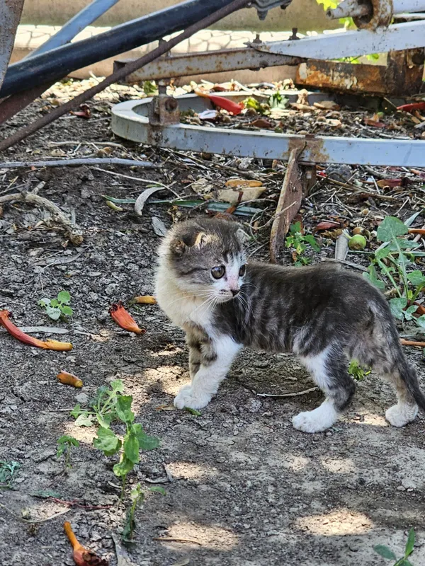 Вислоухий Кошка Нукус — фото 2 Вислоухий Кошка Нукус — фото 2