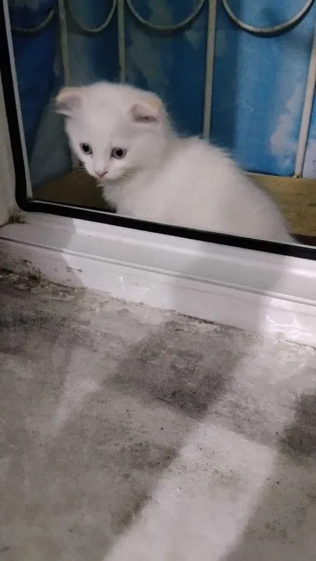 К продаже белый котенок вислоухий поинт 1