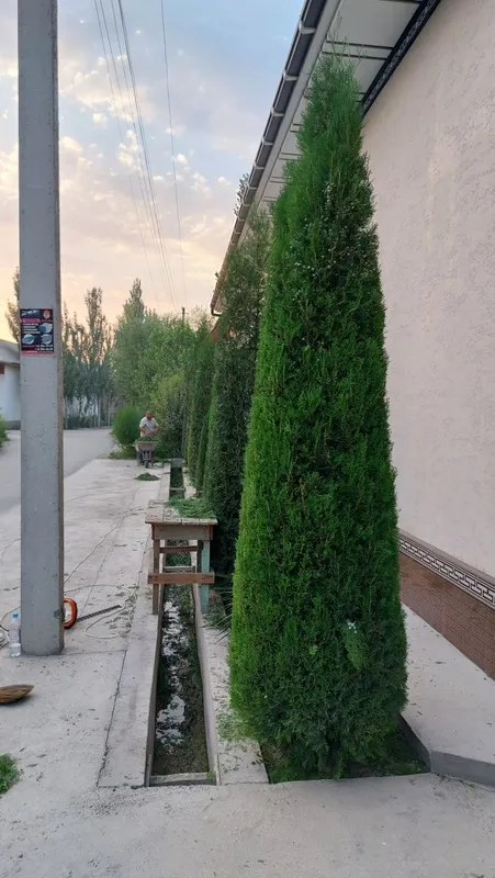 Archa va gullarga shakil berish xizmati — фото 6