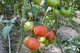 issiqxonada yetishtirilgan pomidor bodring — фото 1