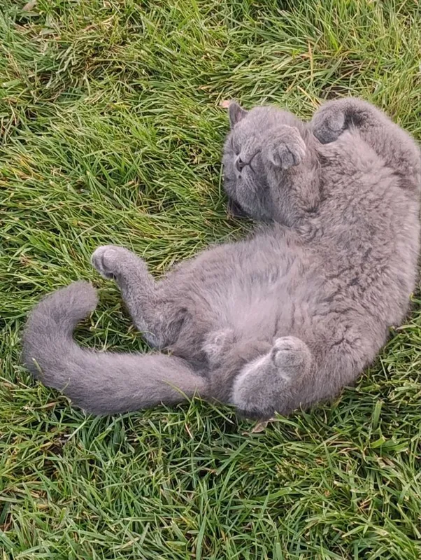 Кот вислоухий британский фолд 1 Кот вислоухий британский фолд 1