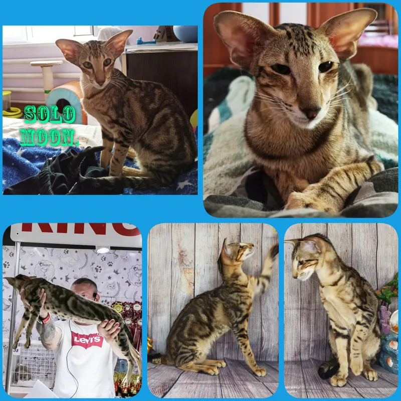 Кошка ориентал это мечта!!!
