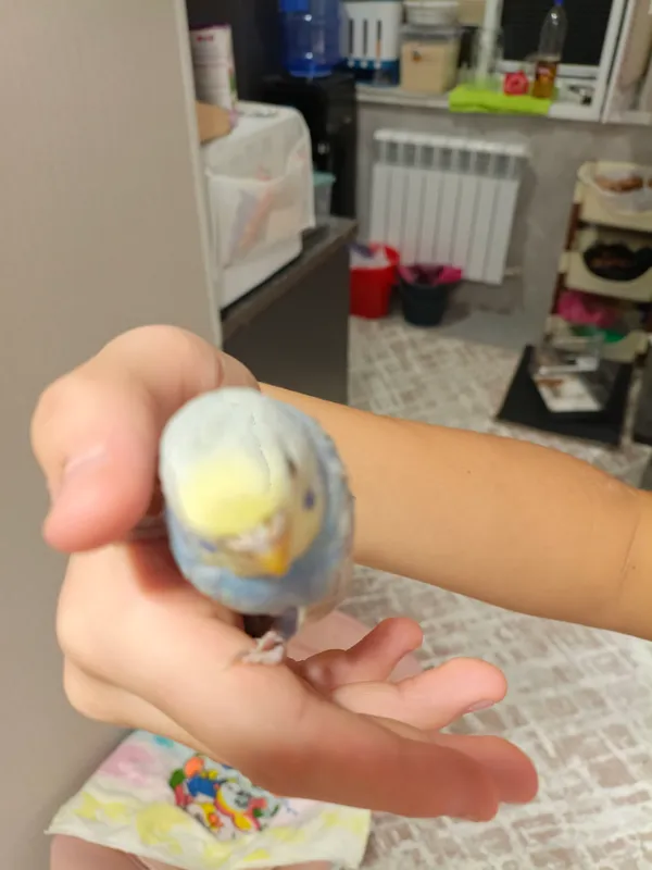 ручной волнистый попугай с клеткой и витамином — фото 1