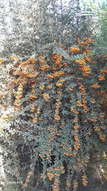 Archa va Manzarali daraxtlar Dexqondan Surxondaryo Sariosiyo — фото 6