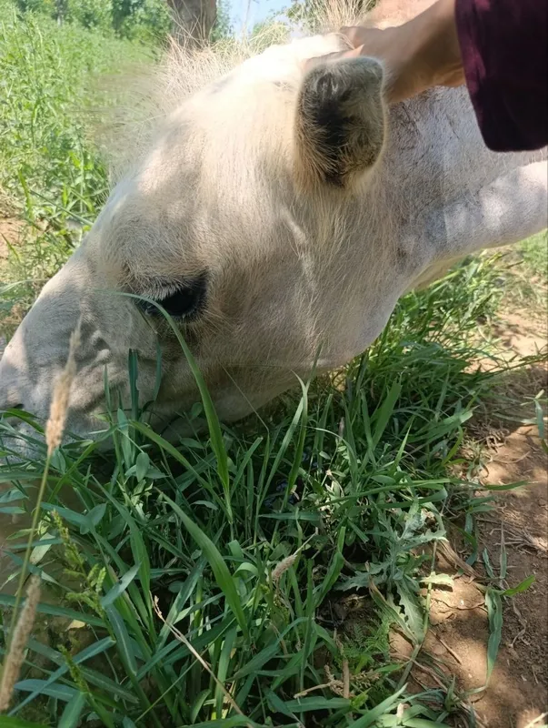 2 urkachliy oq tuya 1 2 urkachliy oq tuya 1