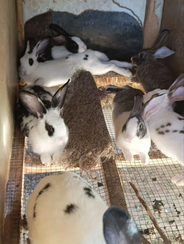 quyonlar sotiladi zotdor soglom va toza ozoda qaralgan 3 quyonlar sotiladi zotdor soglom va toza ozoda qaralgan 3