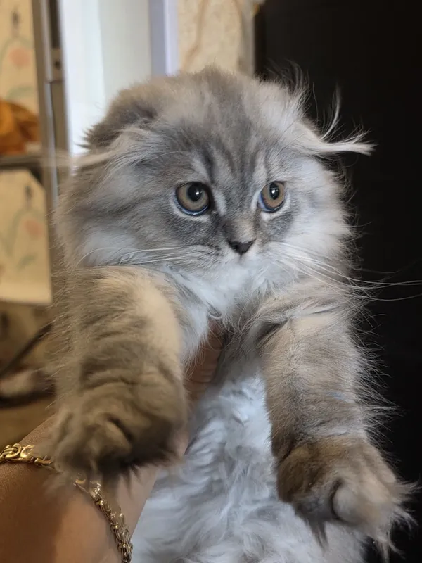 шотландская вислоухая кошка (скоттиш-фолд) с окрасом голубой (черно- с — фото 4 шотландская вислоухая кошка (скоттиш-фолд) с окрасом голубой (черно- с — фото 4