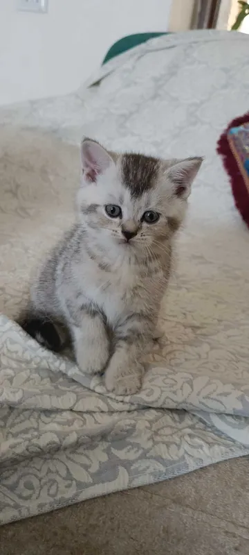 Породистые котята скотиш фолд