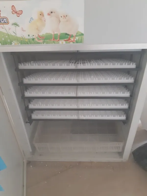 Инкибатор 1088 та тухум сигади 3
