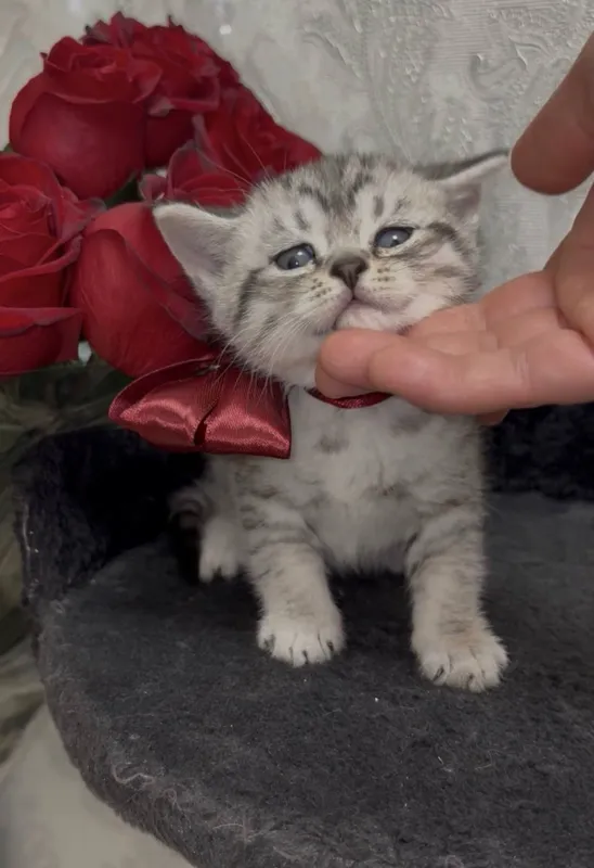 Шиншилла Мальчик, котенок 1,5 мес