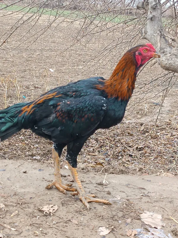 Sogligi yeb ichishi joyida bittasi bahorgi — фото 1