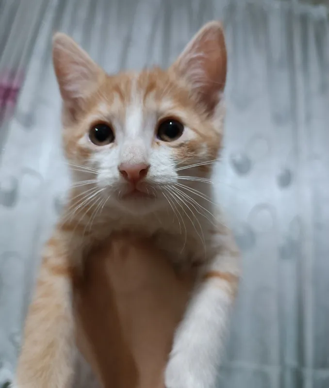 отдадим котят даром