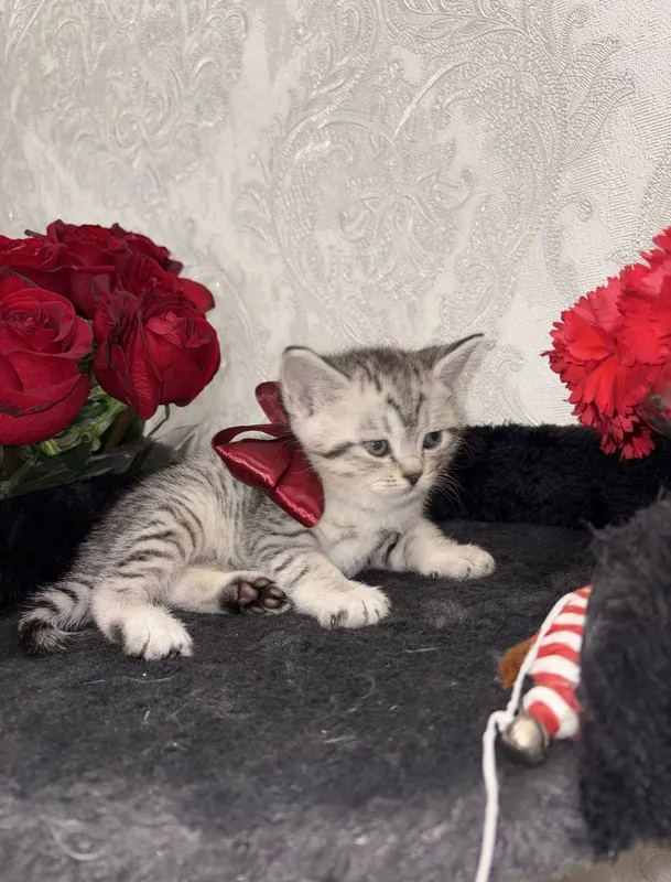 Шиншилла Мальчик, котенок 1,5 мес — фото 3