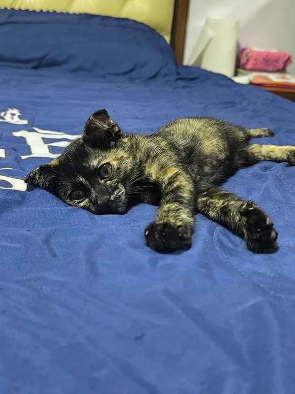 кошки