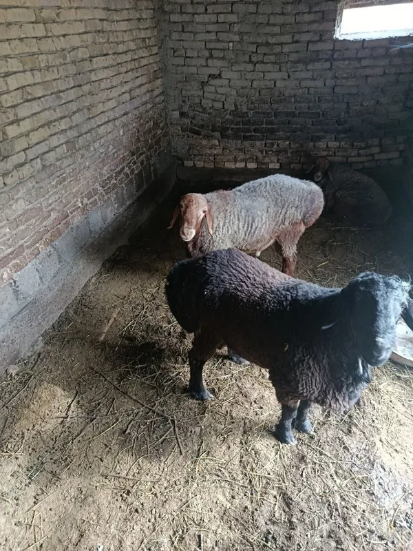 Geofizika Maxallasida barralar sotiladi 7.5 mln 1