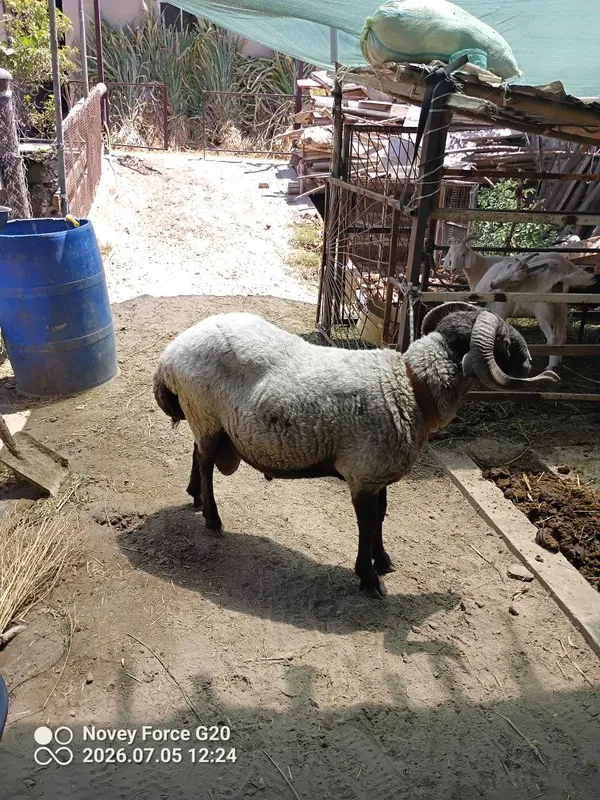 Tagal sotladi buxoro da 1