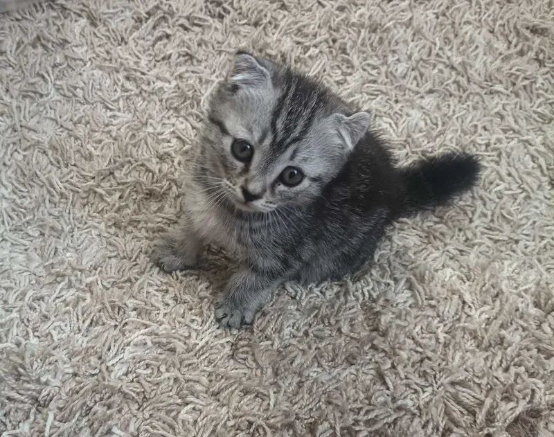 Продаётся котенок скотиш страйт девочка