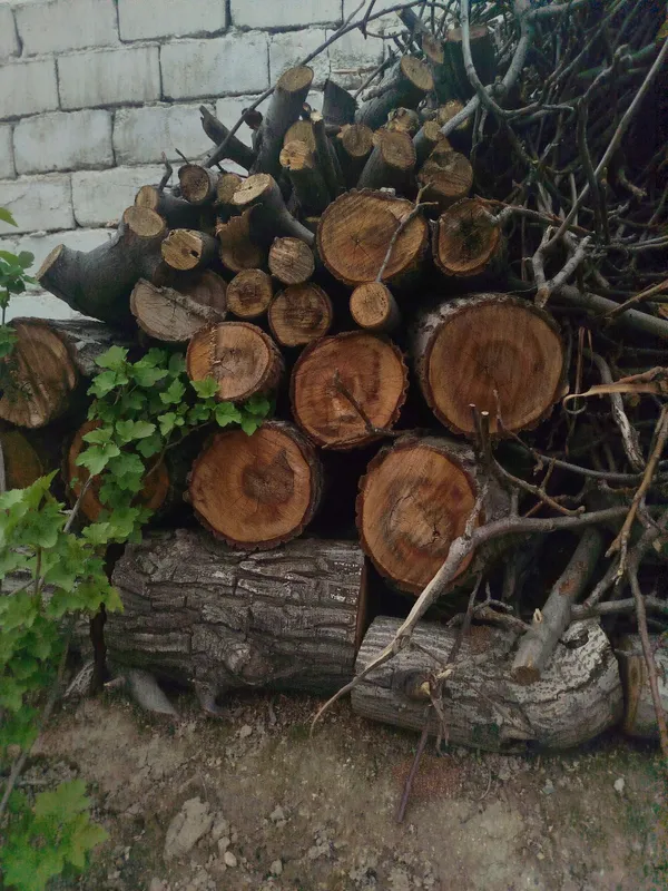 Дрова греческий ореховый.